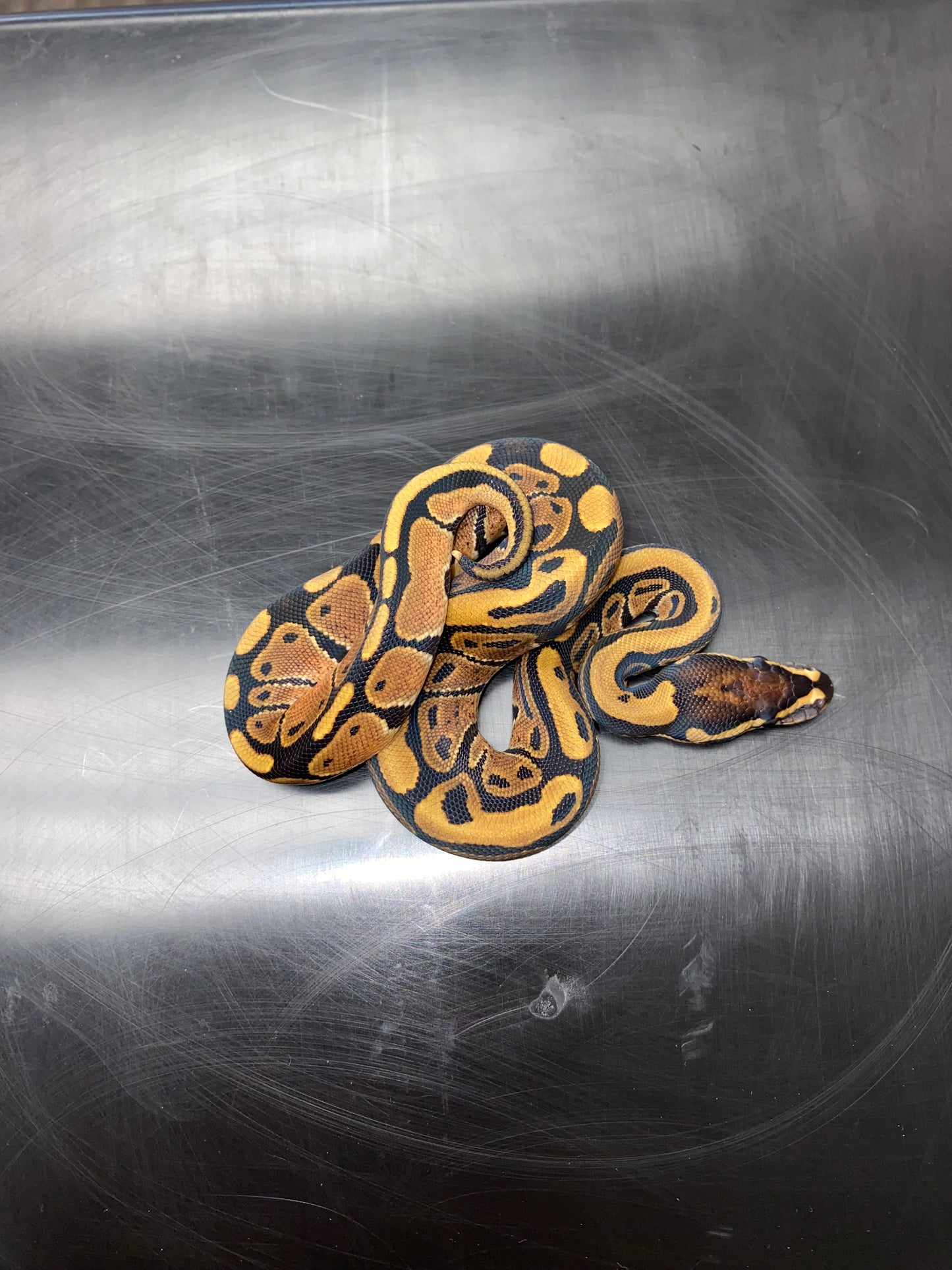 Ball Python - Normal 100% Het Ghost - Female