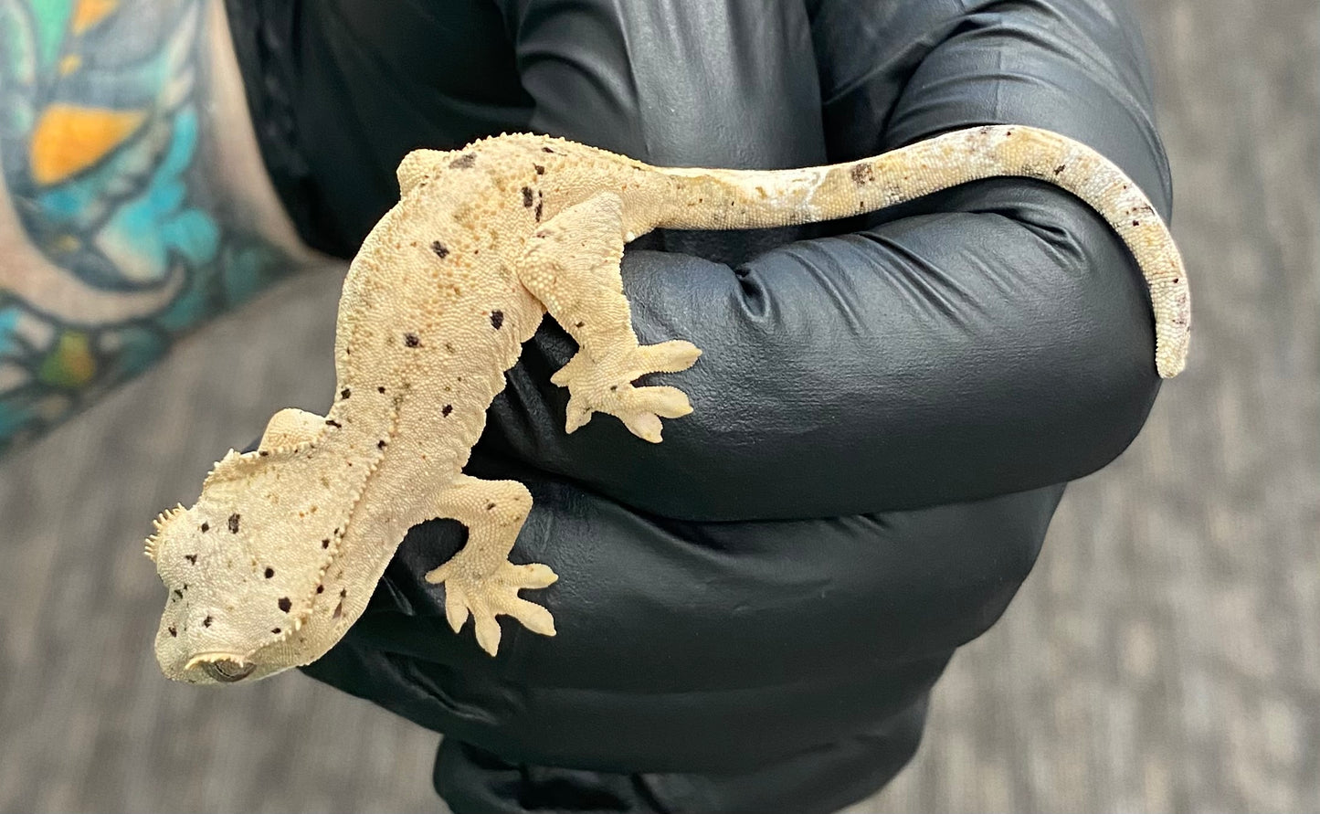 Crested Gecko - Super Dalmatian - Unknown