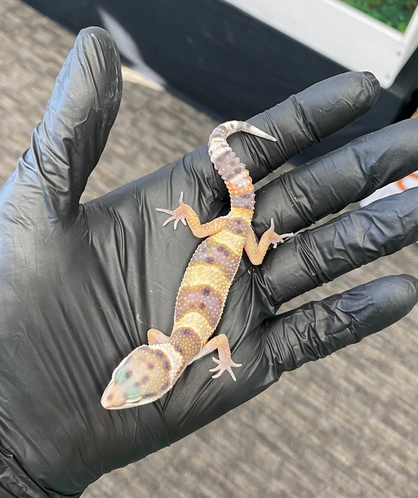 Leopard Gecko - High Yellow - Pos. Male