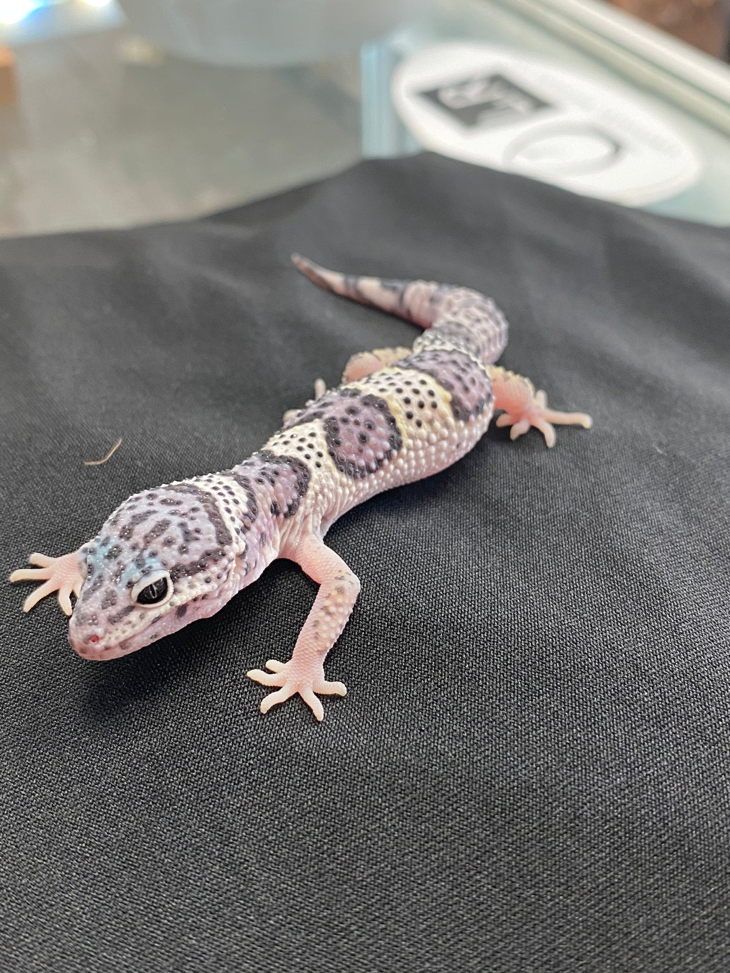 Leopard Gecko - Mack Snow - Pos. Female
