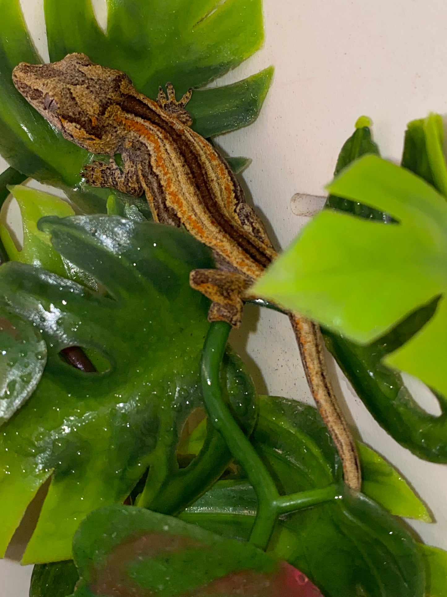Gargoyle Gecko - Orange Stripe - Unknown