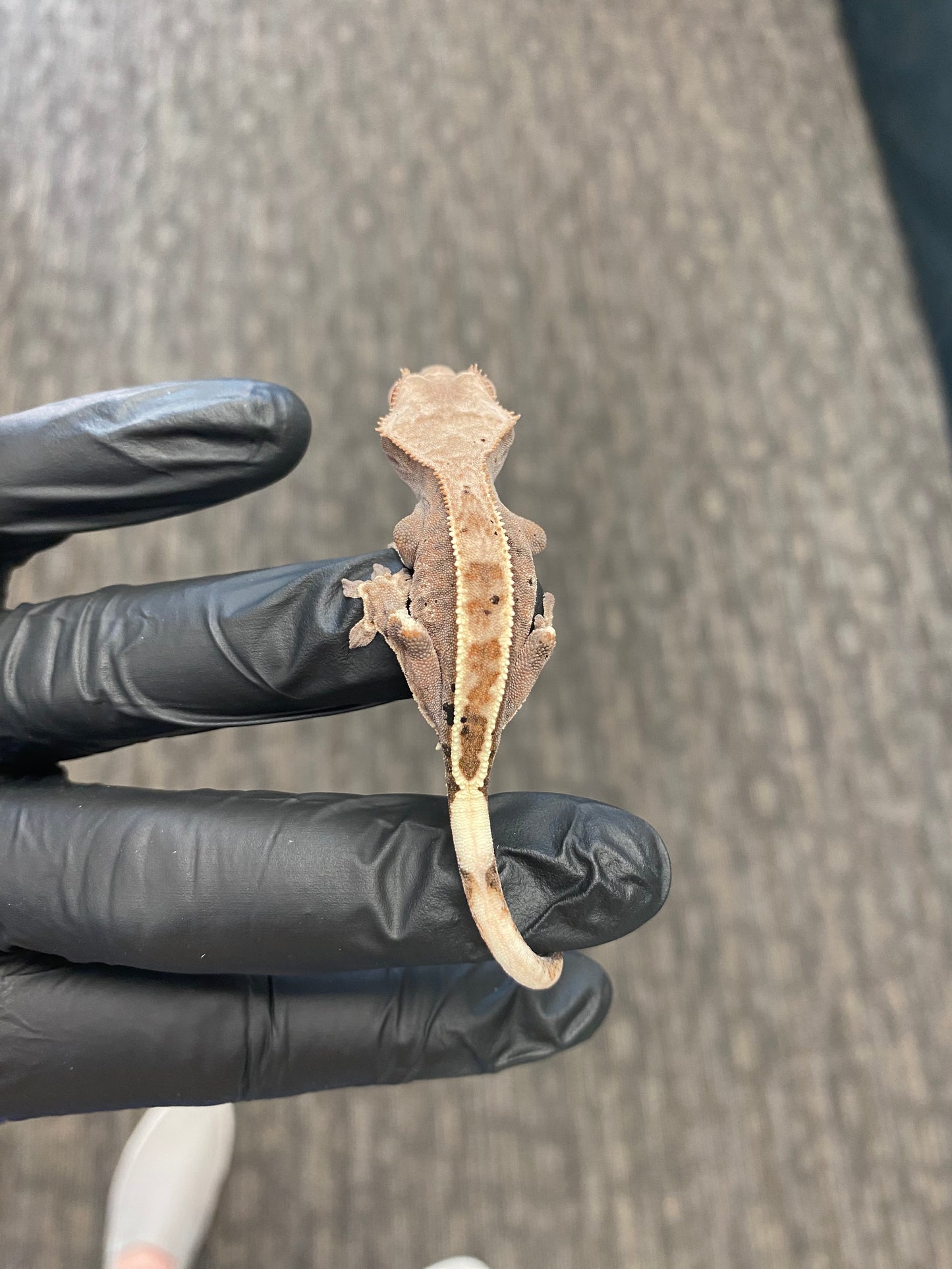 Crested Gecko - Cappuccino - Unknown