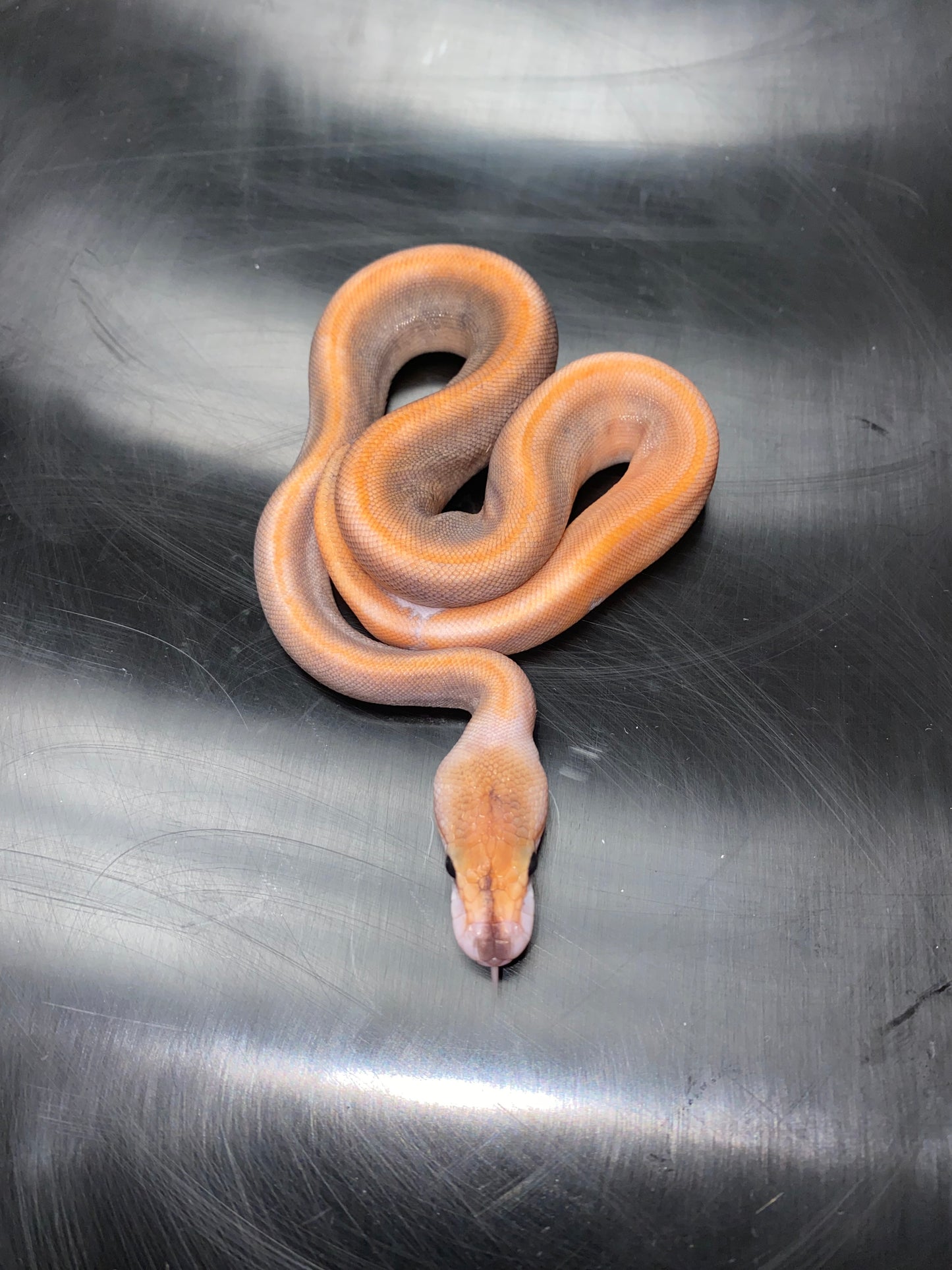 Ball Python - Black Pastel Champagne 100% Het Ghost - Female