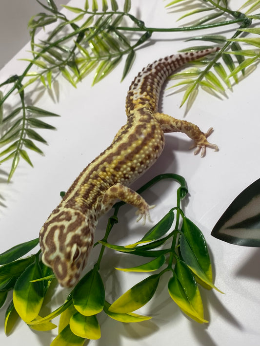 Leopard Gecko - Bold Bell Albino - Male