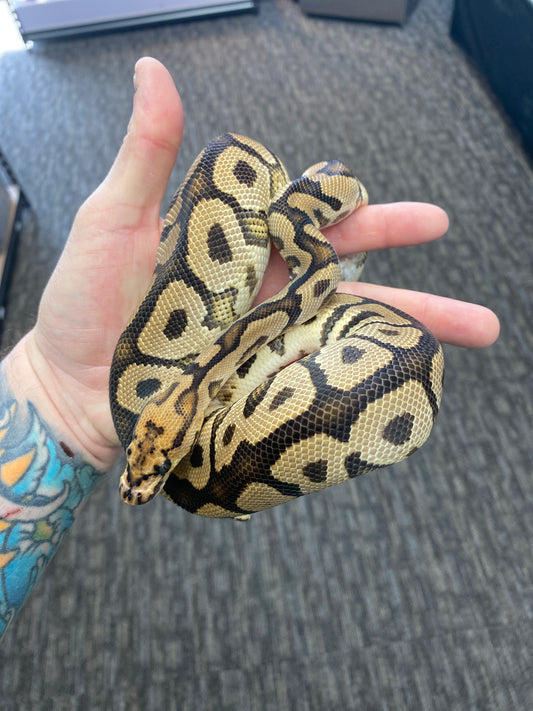 Ball Python - Spotnose Red Stripe Clown - Male
