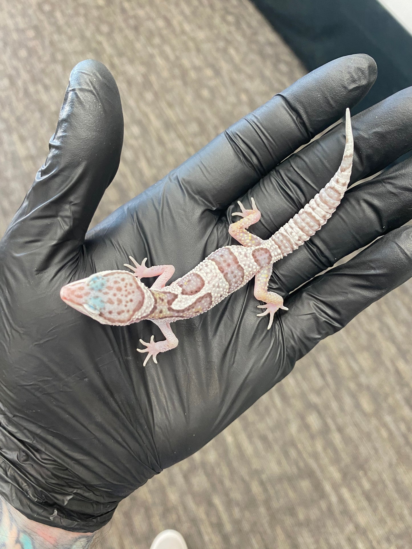 Leopard Gecko - Mack Snow - Unknown