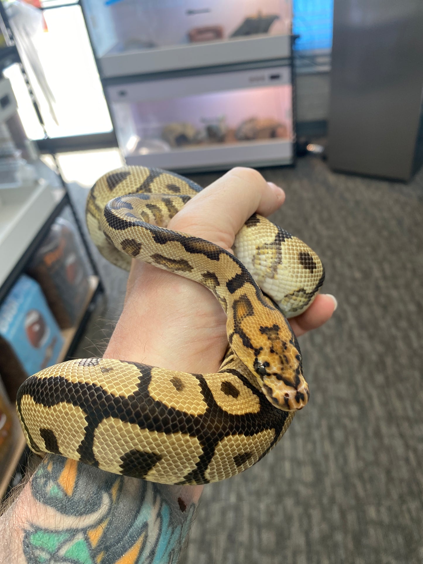 Ball Python - Spotnose Red Stripe Clown - Male