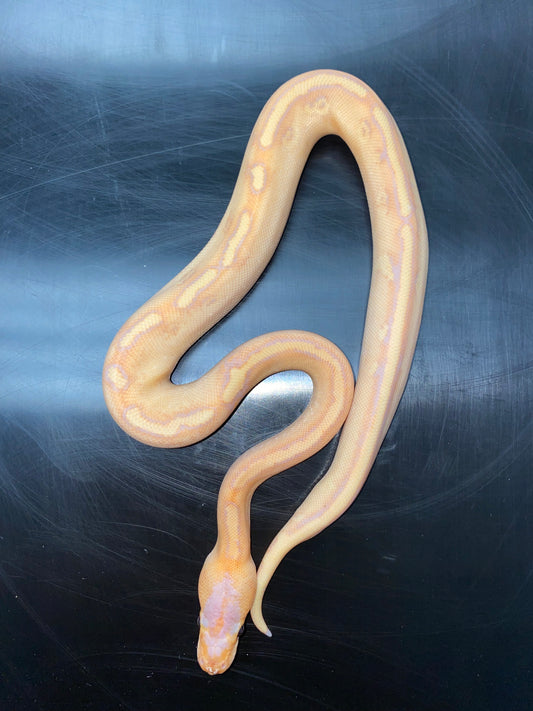 Ball Python - Banana Champagne 100% Het Ghost - Male
