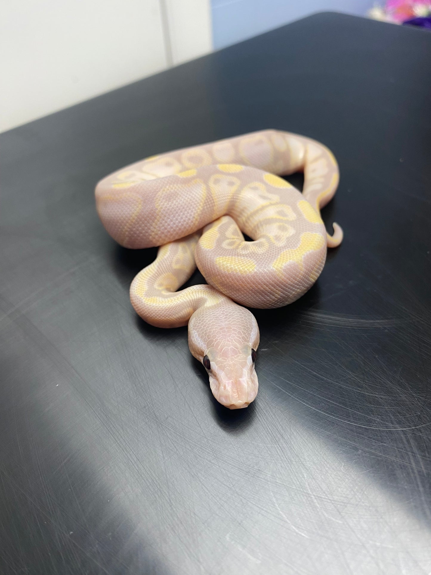 Ball Python - Super Banana Chocolate - Male