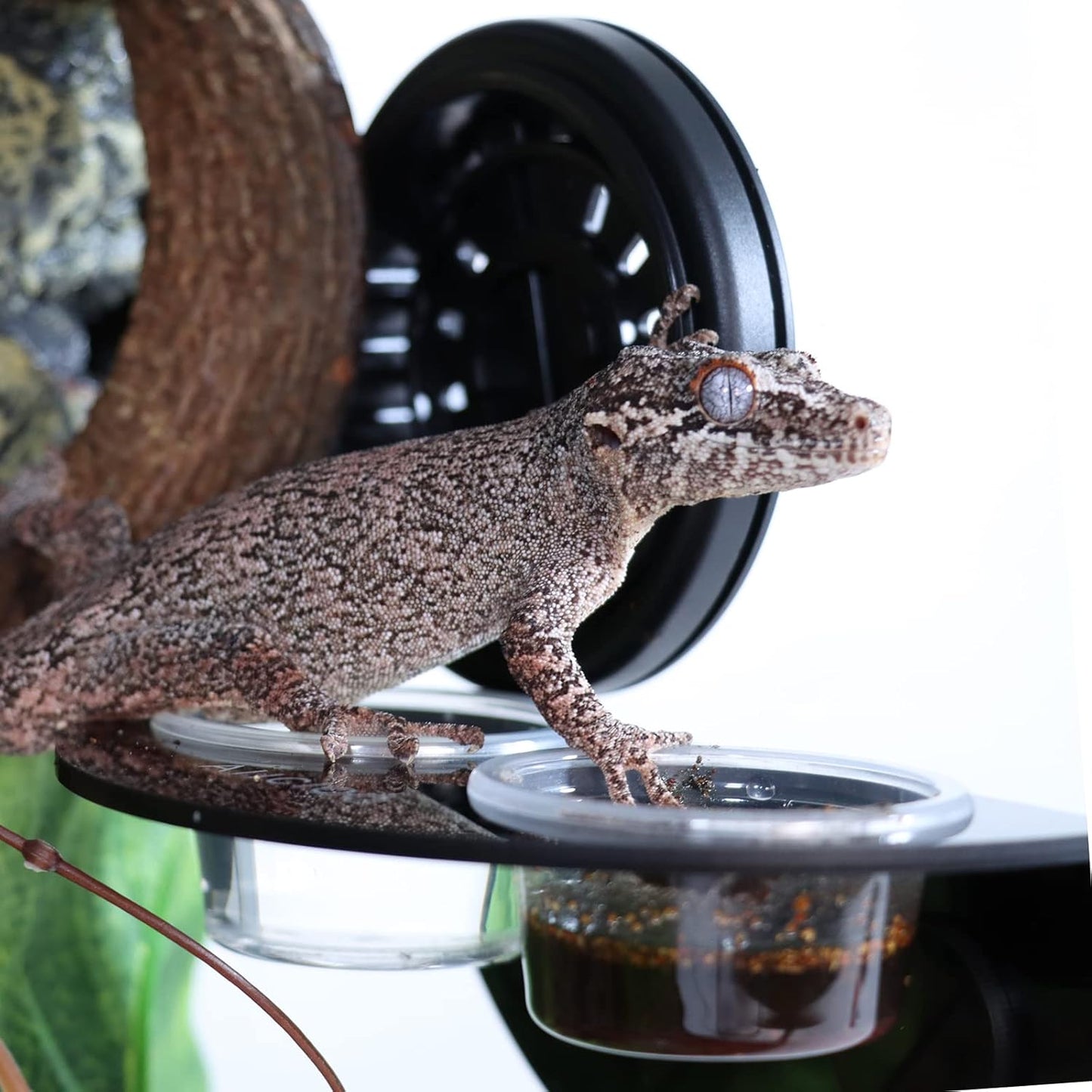 Magnetic Gecko Feeder Ledge