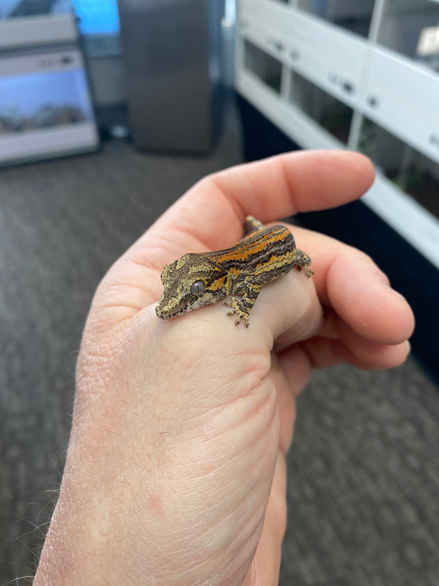 Gargoyle Gecko - Orange Stripe - Unknown