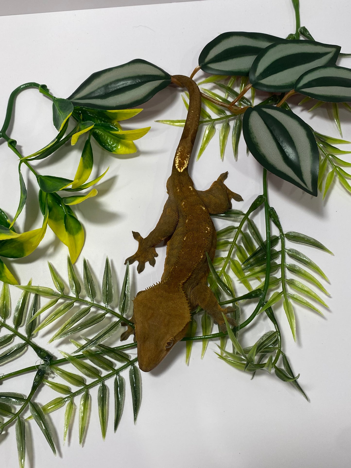 Crested Gecko - Dark Harlequin - Male