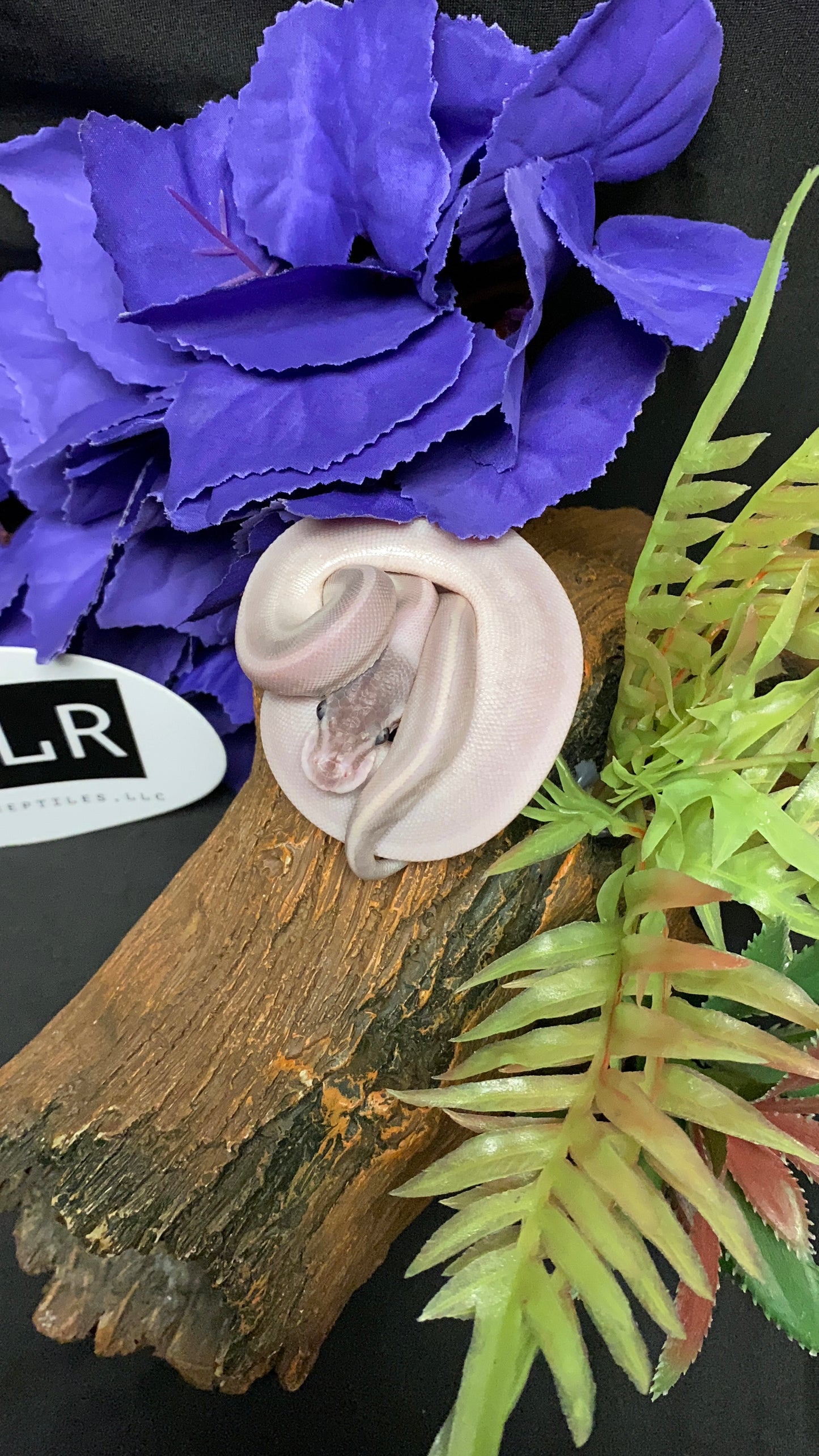 Ball Python - Mystic Potion Pos. Cinnamon - Female