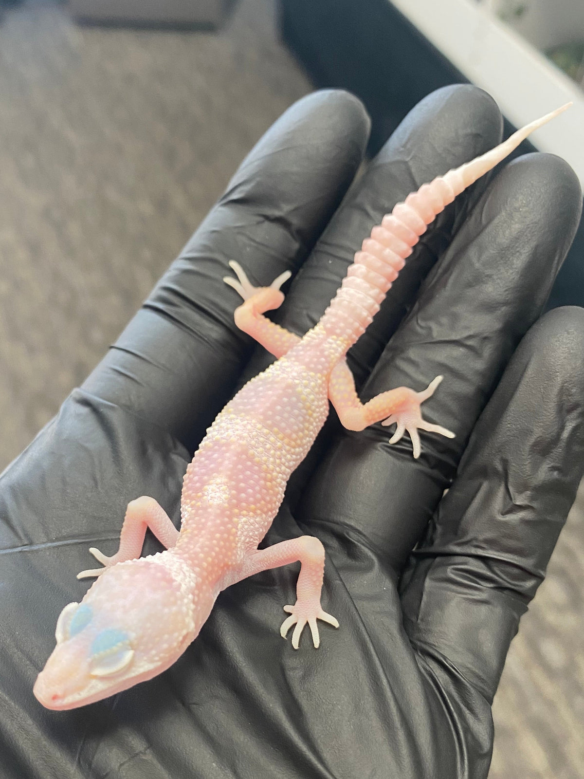 Leopard Gecko - Albino Mack Snow