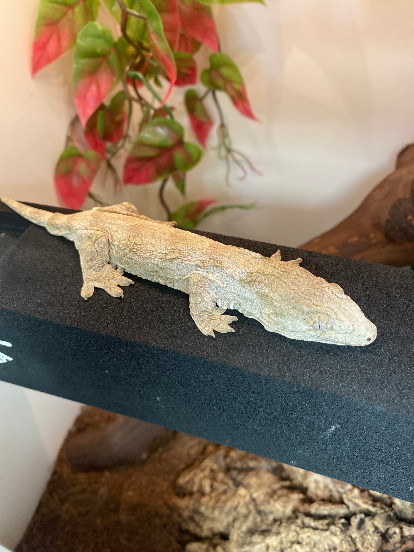 Leachianu Gecko - Nuu Ana/Nuu Ami x Grande Terre (GT) - Unknown