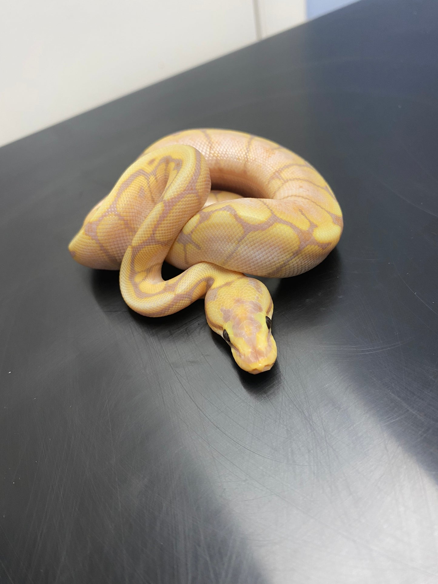 Ball Python - Banana Spider - Male