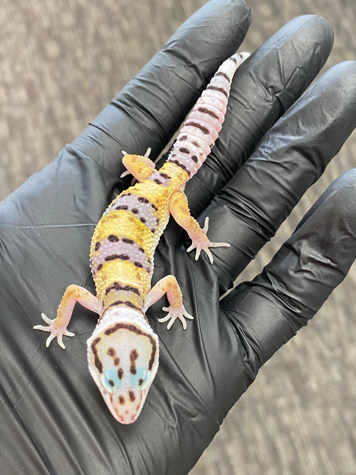 Leopard Gecko - High Yellow - Unknown