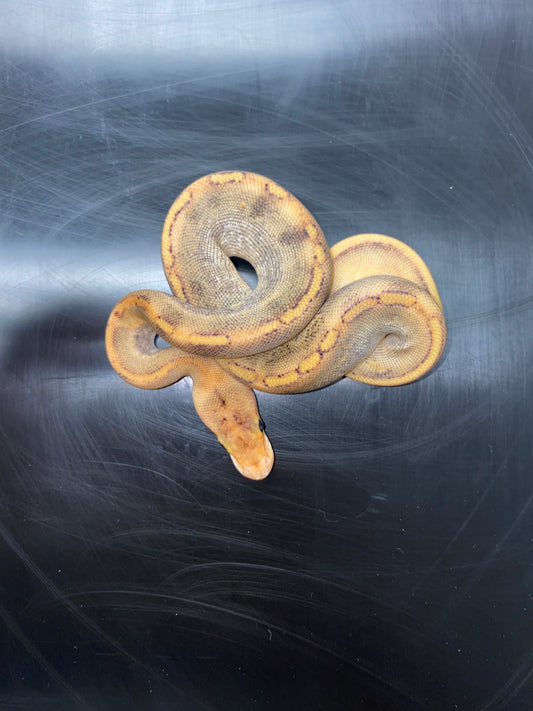 Ball Python - Champagne 100% Het Ghost - Female
