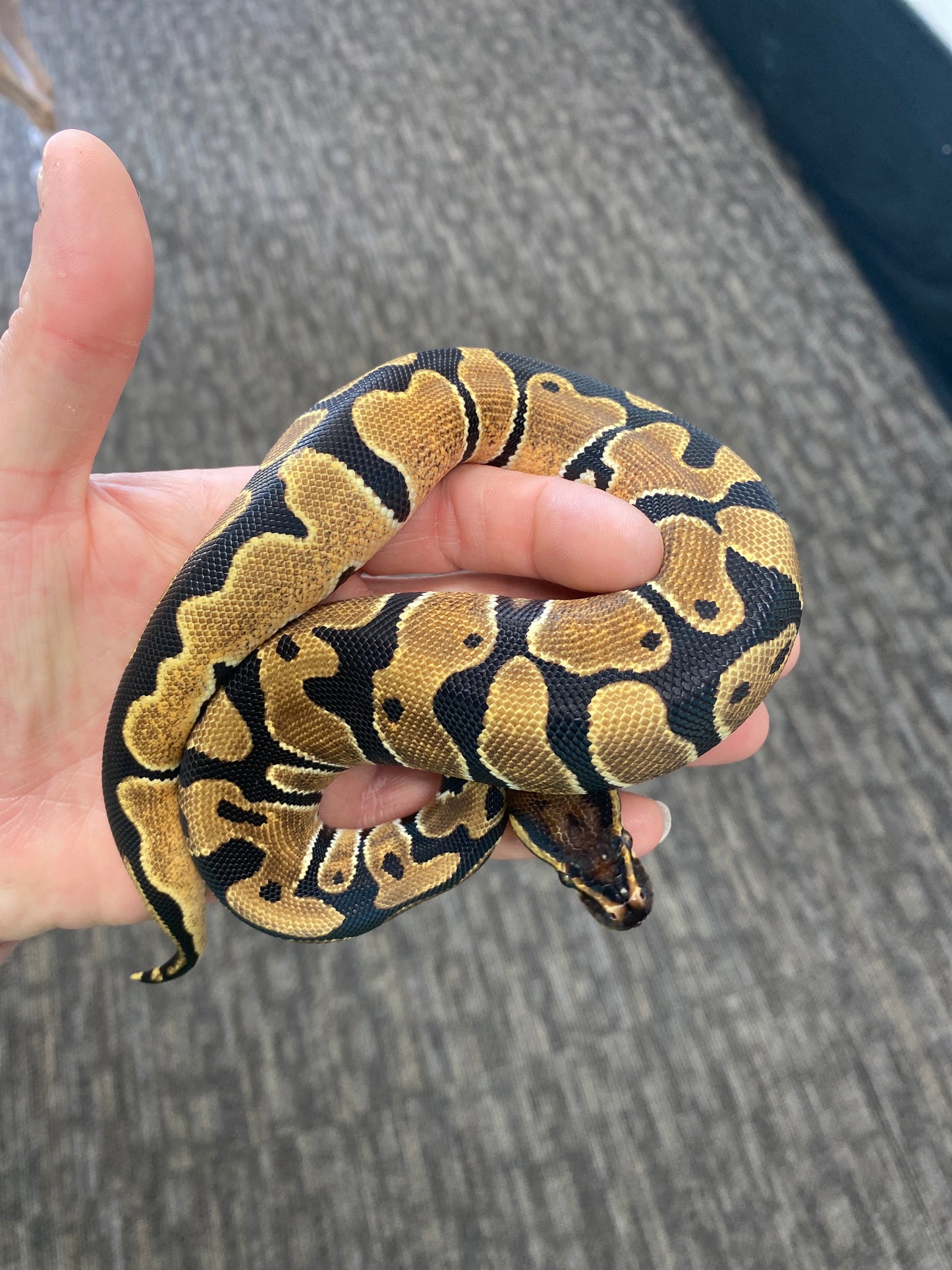 Ball Python - Orange Dream - Female