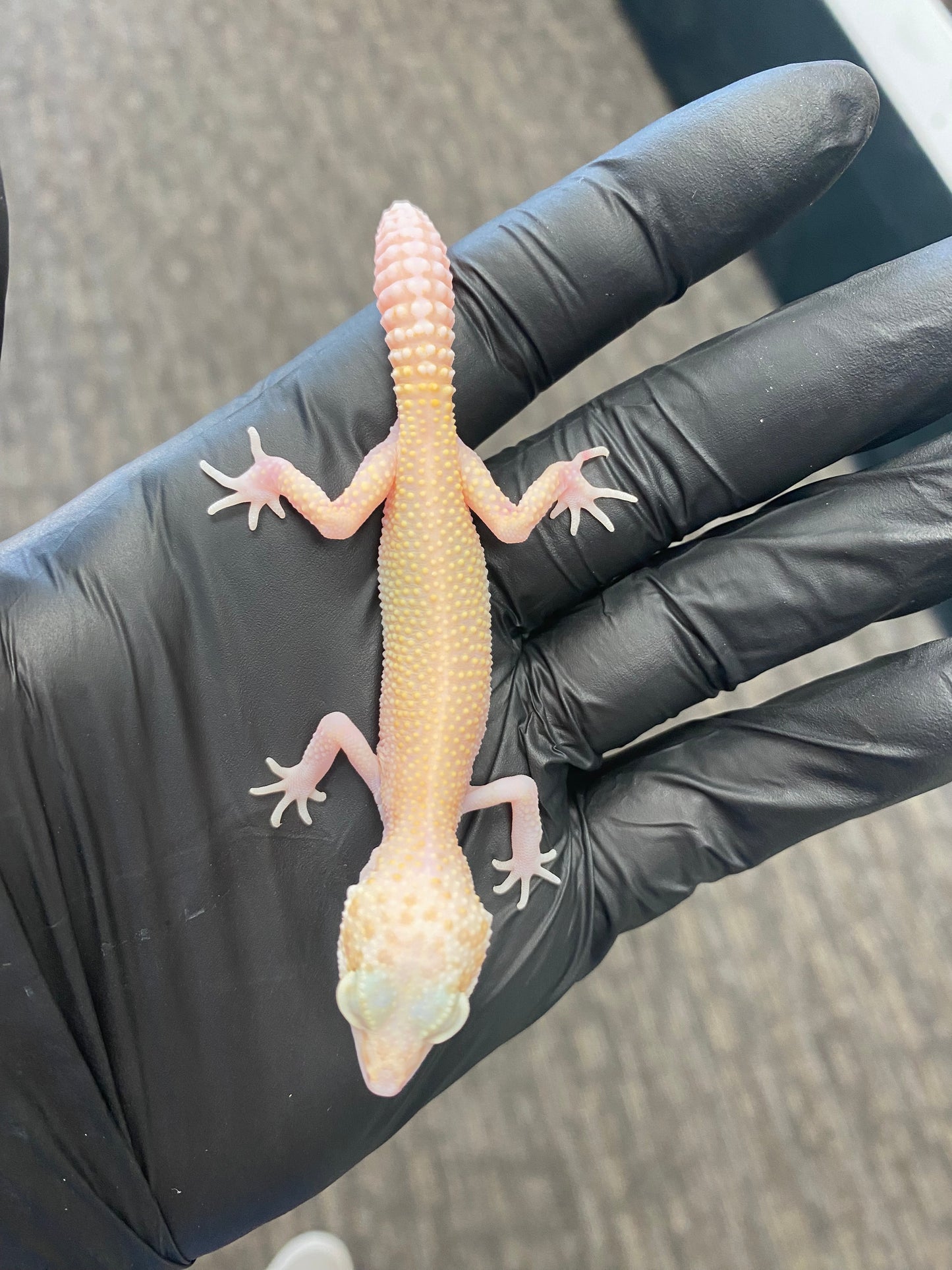 Leopard Gecko - Raptor (Tremper Albino Eclipse) - Unknown
