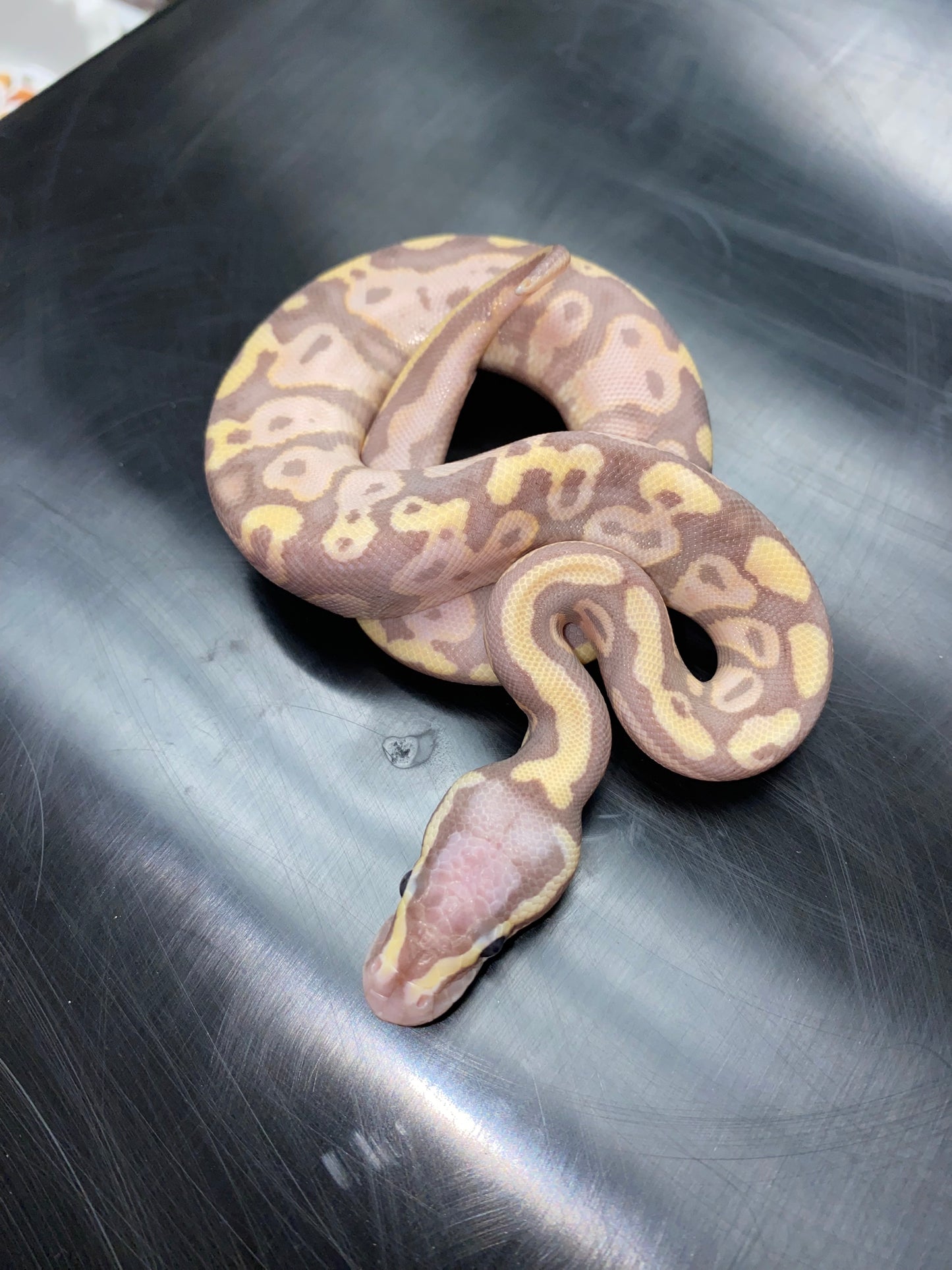 Ball Python - Pastel Banana 100% Het Ghost - Male