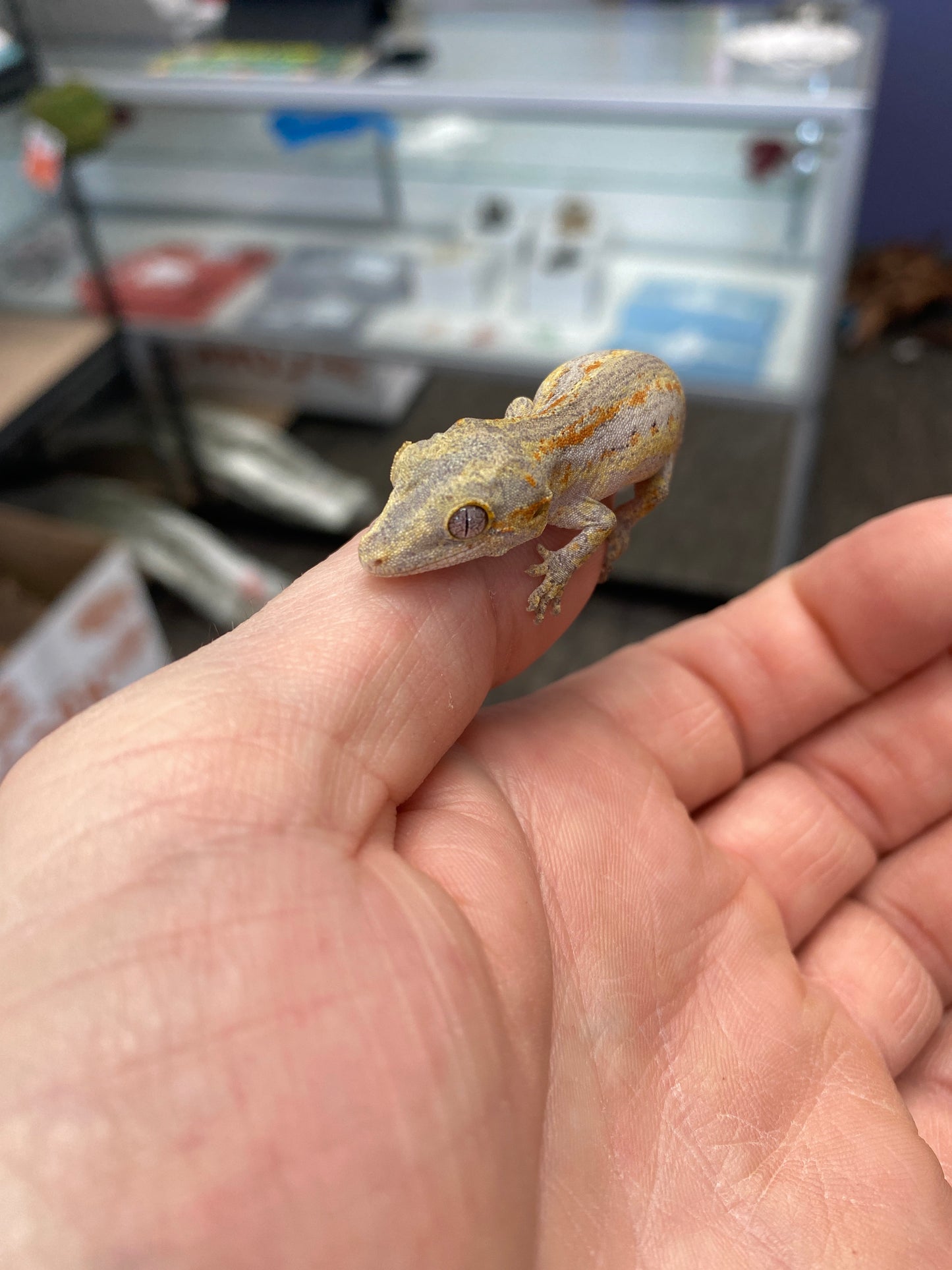 Gargoyle Gecko - Orange Stripe - Unknown