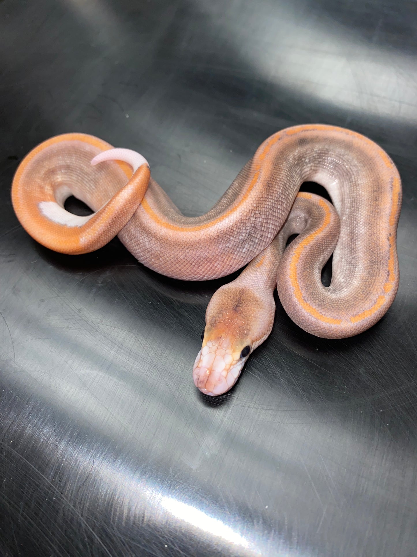 Ball Python - Black Pastel Champagne 100% Het Ghost - Female