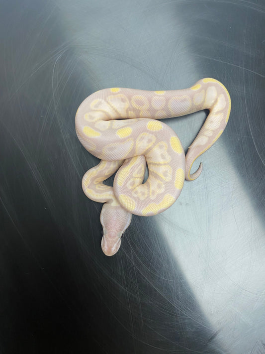 Ball Python - Super Banana Chocolate - Male