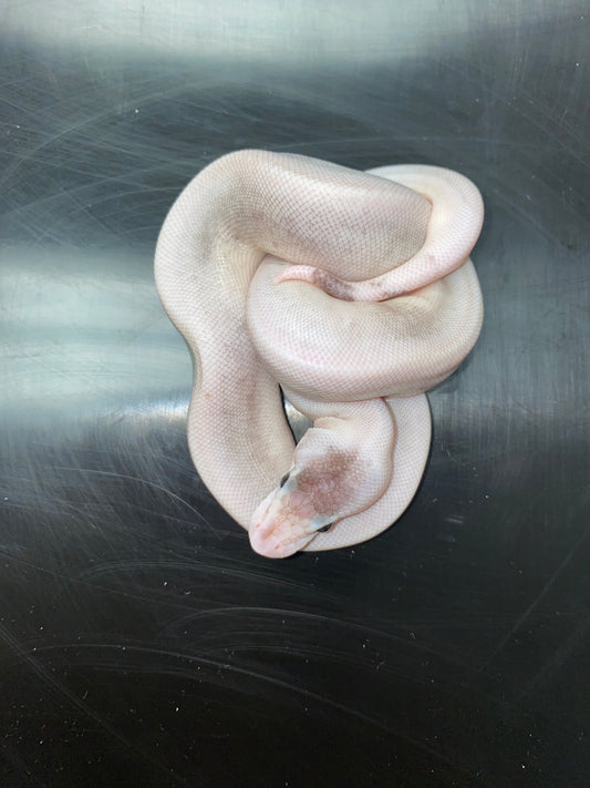 Ball Python - Pastel Black Pastel Champagne (Black Pewterpagne) 100% Het Ghost - Female