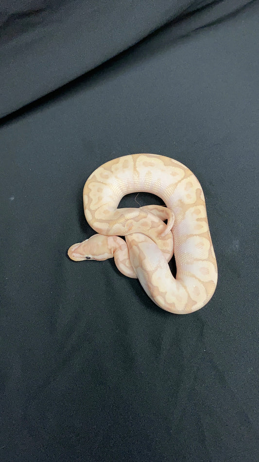 Ball Python - Pastel Bamboo Yellow Belly pos. Banana - Female