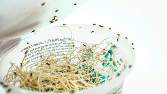 Flightless Fruit Flies