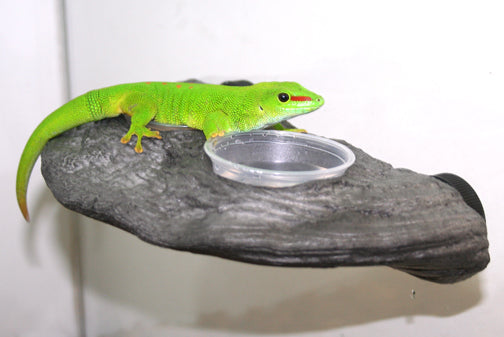 Magnaturals - Gecko Feeding Ledge