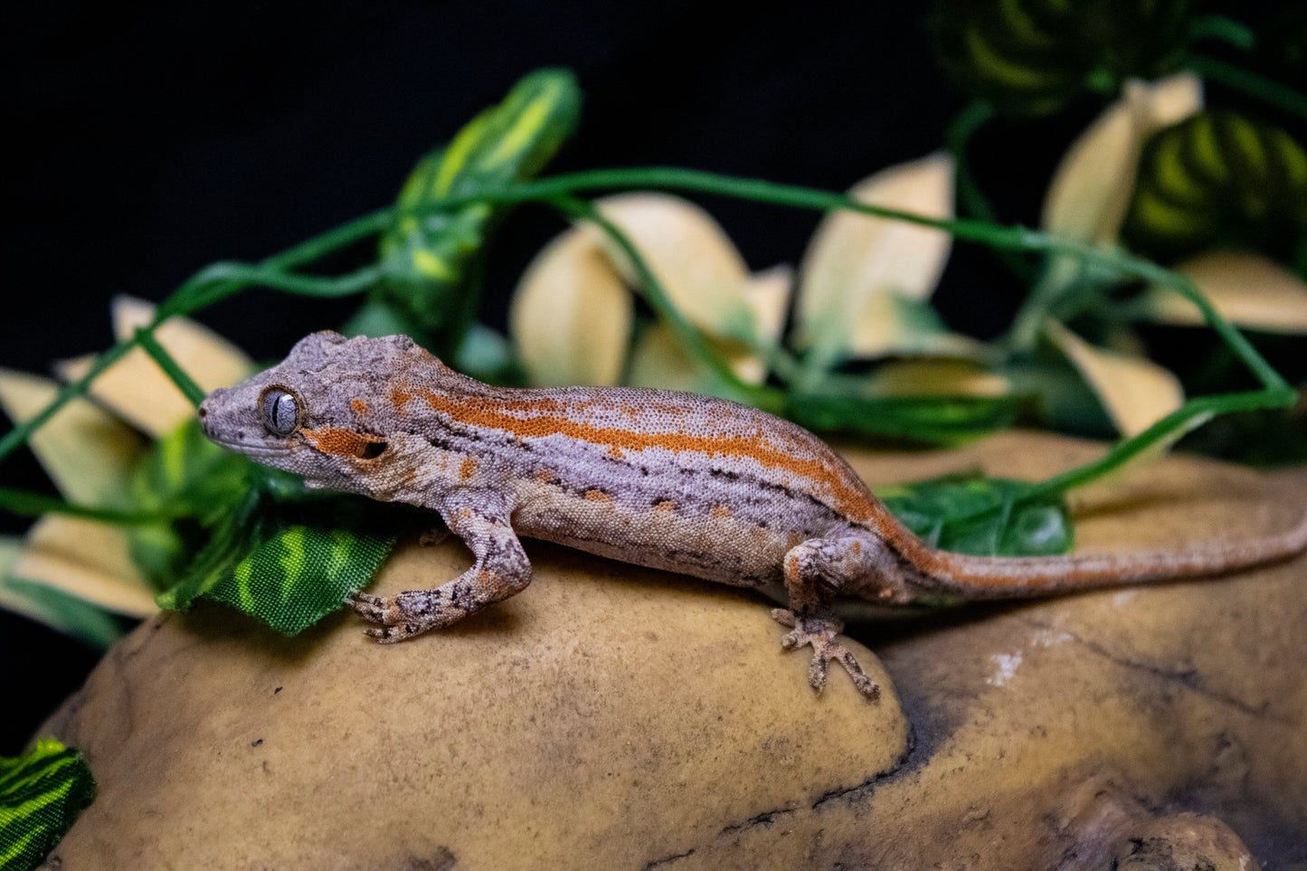 Gargoyle Gecko - Orange Stripe - Male - GG-LS081024