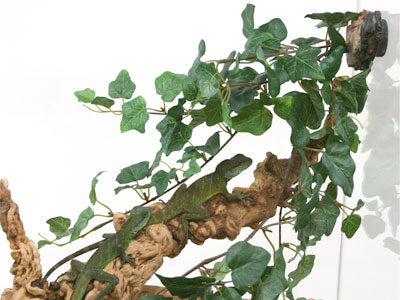 Magnaturals - Tropical Vine Cluster