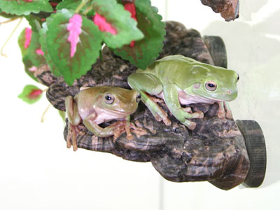 Magnaturals - Mushroom Ledge - Small