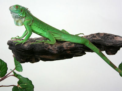 Magnaturals - Mushroom Ledge - Medium