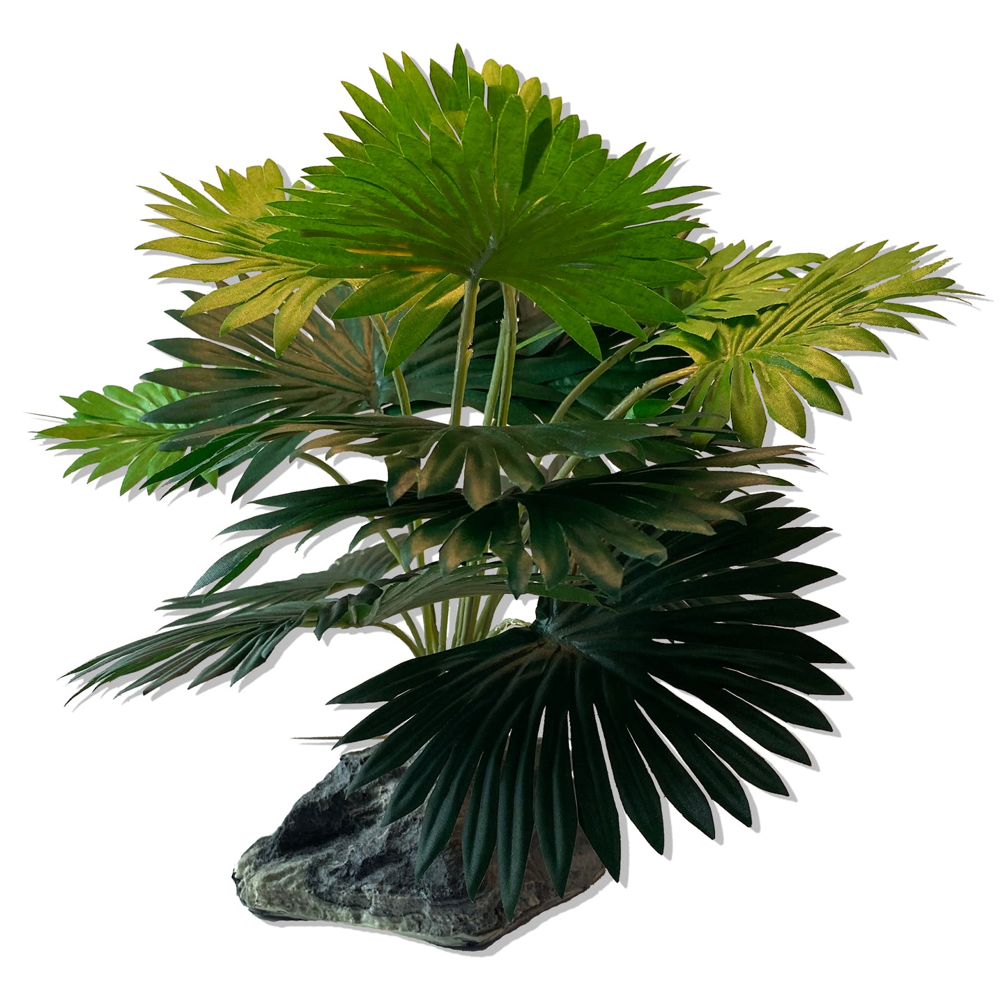 Mini Fan Palm