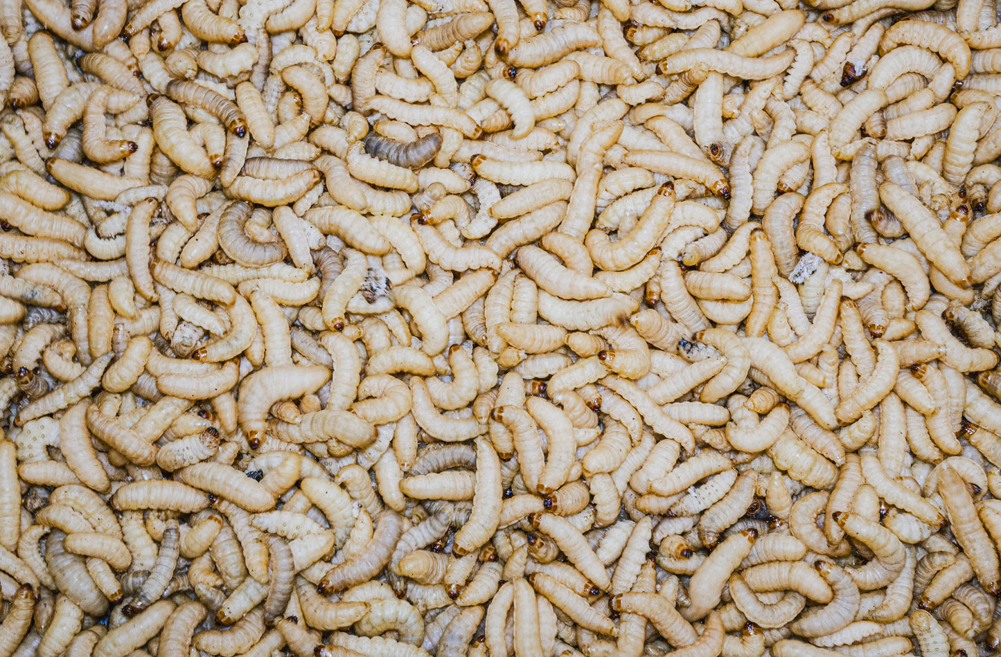 Waxworms