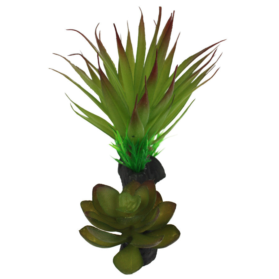 Komodo Succulent Plant