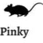 Live Pinky Rats