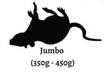 Live Jumbo Rats