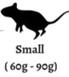 Live Small Rats