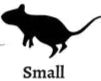 Live Small Rats
