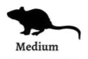 Live Medium Rats