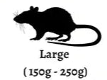 Live Large Rats