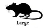 Live Large Rats