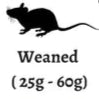 Live Weaned Rats