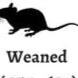 Live Weaned Rats