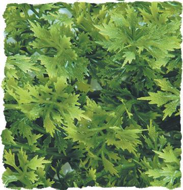 Natural Bush - Australian Maple