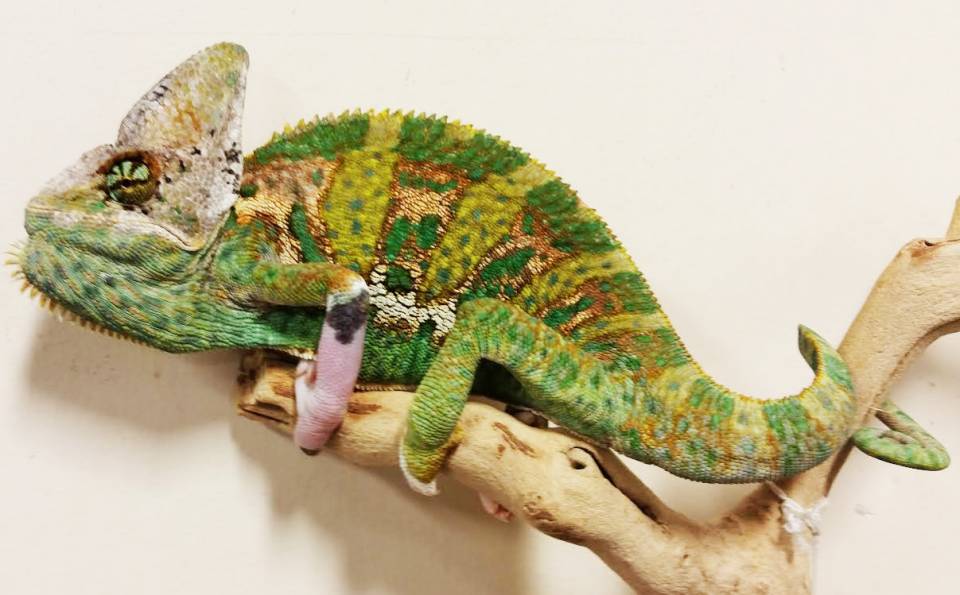 Adult Veiled Chameleon - Piebald